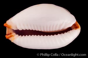 Reents' Cowrie, Cypraea gangranosa reentsii