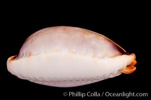 Reents' Cowrie, Cypraea gangranosa reentsii