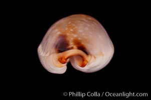 Reents' Cowrie, Cypraea gangranosa reentsii