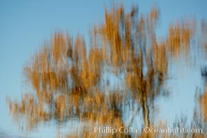 Reflection of a burnt-orange, turning oak tree in autumn, Bosque del Apache National Wildlife Refuge, Socorro, New Mexico