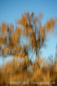 Reflection of a burnt-orange, turning oak tree in autumn, Bosque del Apache National Wildlife Refuge, Socorro, New Mexico