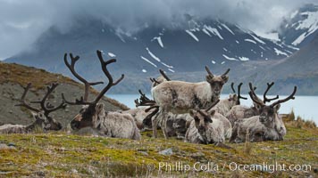 Reindeer on South Georgia Island.  Reindeer (known as caribou when wild) were introduced to South Georgia Island by Norway in the early 20th Century.  There are now two distinct herds which are permanently separated by glaciers, Rangifer tarandus, Fortuna Bay