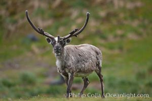 Reindeer on South Georgia Island.  Reindeer (known as caribou when wild) were introduced to South Georgia Island by Norway in the early 20th Century.  There are now two distinct herds which are permanently separated by glaciers, Rangifer tarandus, Fortuna Bay