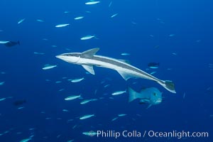 Remora, Slender Suckerfish, Echeneis naucrates, Fiji, Nigali Passage, Gau Island, Lomaiviti Archipelago