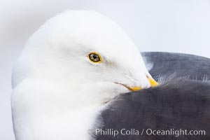 Resting Western Gull Portrait, La Jolla, California