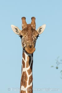 Reticulated giraffe, Meru National Park, Giraffa camelopardalis reticulata