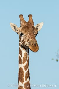 Reticulated giraffe, Meru National Park, Giraffa camelopardalis reticulata