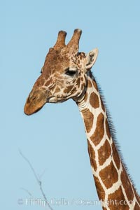 Reticulated giraffe, Meru National Park, Giraffa camelopardalis reticulata