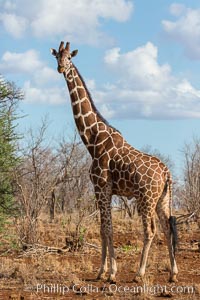 Reticulated giraffe, Meru National Park, Giraffa camelopardalis reticulata