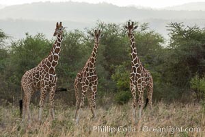 Reticulated giraffe, Meru National Park, Giraffa camelopardalis reticulata