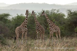 Reticulated giraffe, Meru National Park, Giraffa camelopardalis reticulata