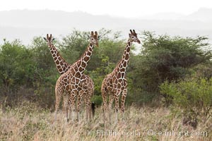 Reticulated giraffe, Meru National Park