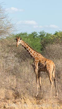 Reticulated giraffe, Meru National Park, Giraffa camelopardalis reticulata
