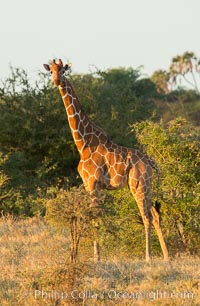 Reticulated giraffe, Meru National Park, Giraffa camelopardalis reticulata