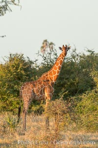 Reticulated giraffe, Meru National Park, Giraffa camelopardalis reticulata