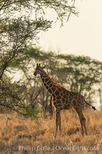 Reticulated giraffe, Meru National Park, Kenya, Giraffa camelopardalis reticulata