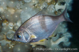 Pile surfperch, Rhacochilus vacca