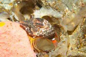 Grunt sculpin poised in a barnacle shell.  Grunt sculpin have evolved into its strange shape to fit within a giant barnacle shell perfectly, using the shell to protect its eggs and itself, Rhamphocottus richardsoni