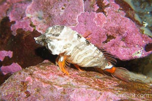 Grunt sculpin.  Grunt sculpin have evolved into its strange shape to fit within a giant barnacle shell perfectly, using the shell to protect its eggs and itself., Rhamphocottus richardsoni, natural history stock photograph, photo id 13731