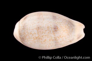 Rhinoceros Pale Cowrie, Cypraea pallidula rhinoceros