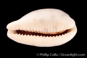 Rhinoceros Pale Cowrie, Cypraea pallidula rhinoceros