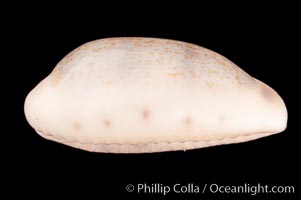 Rhinoceros Pale Cowrie, Cypraea pallidula rhinoceros