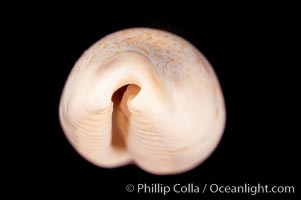 Rhinoceros Pale Cowrie, Cypraea pallidula rhinoceros