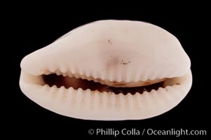 Rhinoceros Pale Cowrie, Cypraea pallidula rhinoceros simulans