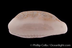 Rhinoceros Pale Cowrie, Cypraea pallidula rhinoceros simulans