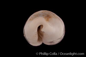 Rhinoceros Pale Cowrie, Cypraea pallidula rhinoceros simulans