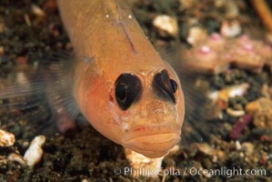 Blackeye goby, Rhinogobiops nicholsii, Catalina Island