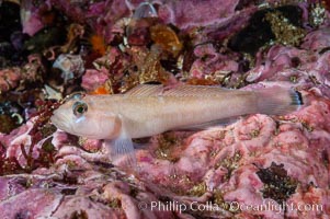 Blackeye goby, Rhinogobiops nicholsii, Santa Barbara Island