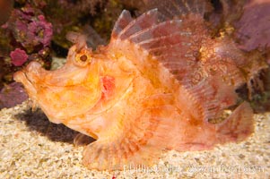 Weedy scorpionfish.  Tropical scorpionfishes are camoflage experts, changing color and apparent texture in order to masquerade as rocks, clumps of algae or detritus, Rhinopias frondossa