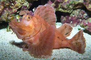 Scorpionfish, Rhinopias