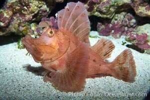 Scorpionfish, Rhinopias