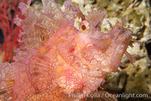 Tropical scorpionfishes are camoflage experts, changing color and apparent texture in order to masquerade as rocks, clumps of algae or detritus, Rhinopias