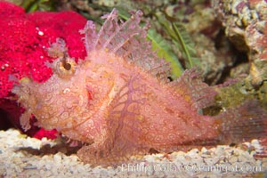 Tropical scorpionfishes are camoflage experts, changing color and apparent texture in order to masquerade as rocks, clumps of algae or detritus, Rhinopias