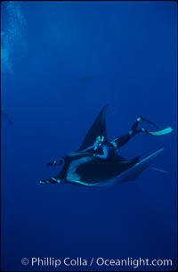 Manta ray and freediver, Manta birostris, San Benedicto Island (Islas Revillagigedos)