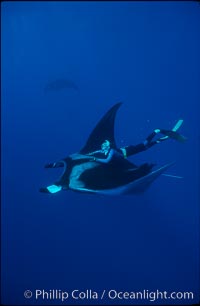 Manta ray and freediver, Manta birostris, San Benedicto Island (Islas Revillagigedos)