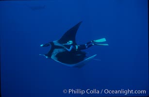 Manta ray and freediver, Manta birostris, San Benedicto Island (Islas Revillagigedos)