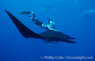 Manta ray and freediver, Manta birostris, San Benedicto Island (Islas Revillagigedos)