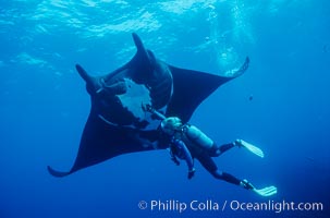 Manta ray and SCUBA diver, Manta birostris, Isla San Benedicto, Mexico.