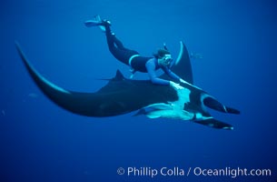 Manta ray and freediver, Manta birostris, Revillagigedos Islands, Mexico.