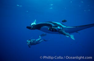 Manta ray and freediving videographer, Manta birostris, San Benedicto Island (Islas Revillagigedos)