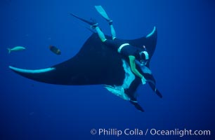 Manta ray and freediver, Manta birostris, San Benedicto Island (Islas Revillagigedos)