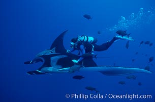 Manta ray and scuba diver, Manta birostris, San Benedicto Island (Islas Revillagigedos)
