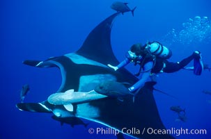 Manta ray and scuba diver, Manta birostris, San Benedicto Island (Islas Revillagigedos)