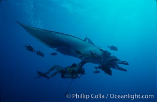 Manta ray and scuba diver, Manta birostris, San Benedicto Island (Islas Revillagigedos)