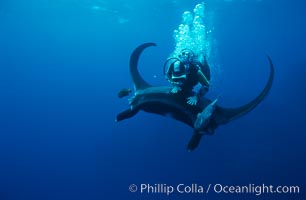 Manta ray and scuba diver, Manta birostris, San Benedicto Island (Islas Revillagigedos)