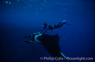 Manta ray and freediver, Manta birostris, San Benedicto Island (Islas Revillagigedos)